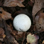 Golf ball in leaves